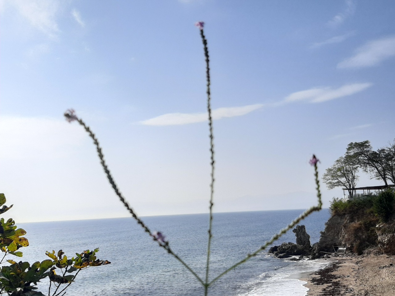 Verbena officinalis