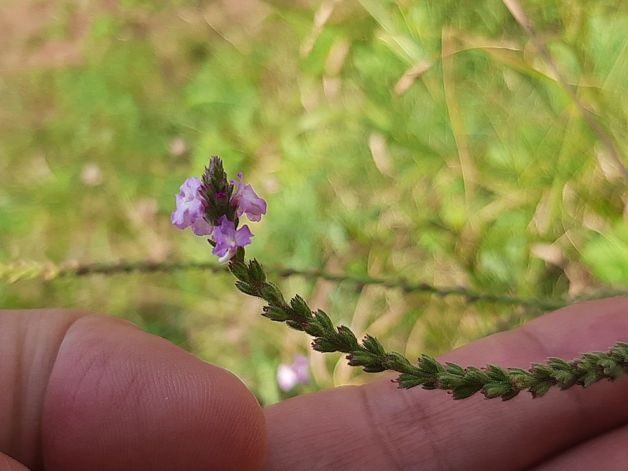 Verbena officinalis