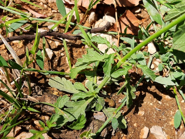 Verbena officinalis