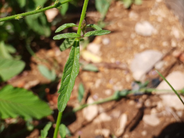 Verbena officinalis