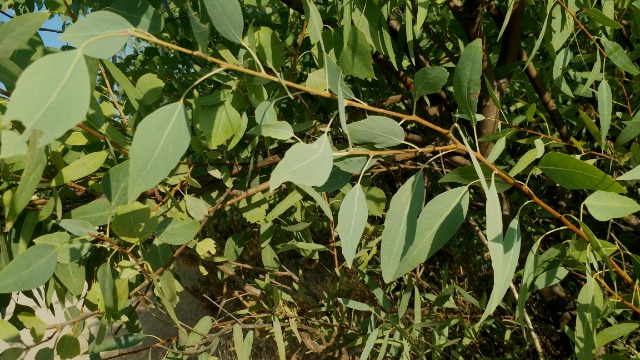 Populus euphratica