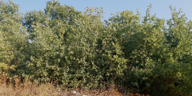 Populus euphratica