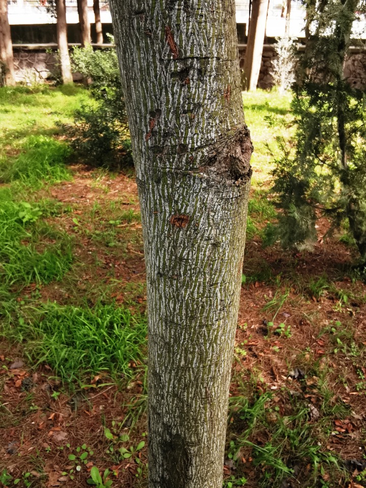 Populus euphratica