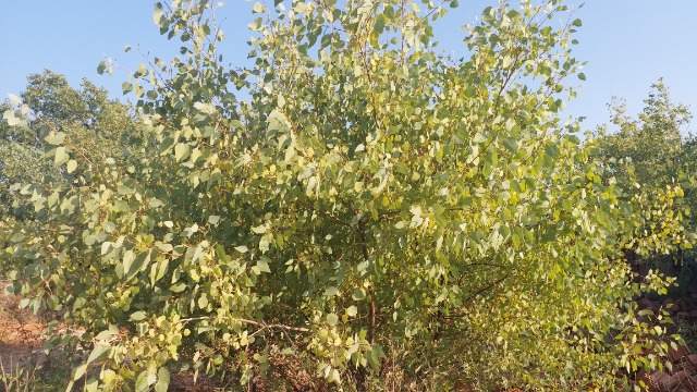 Populus euphratica