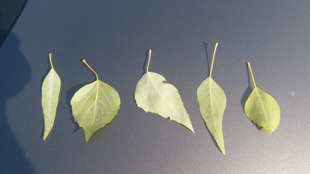 Populus euphratica