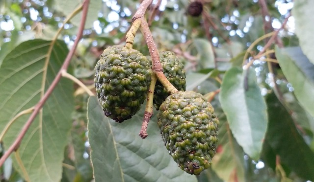 Alnus orientalis