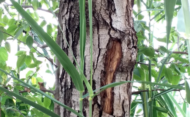 Alnus orientalis