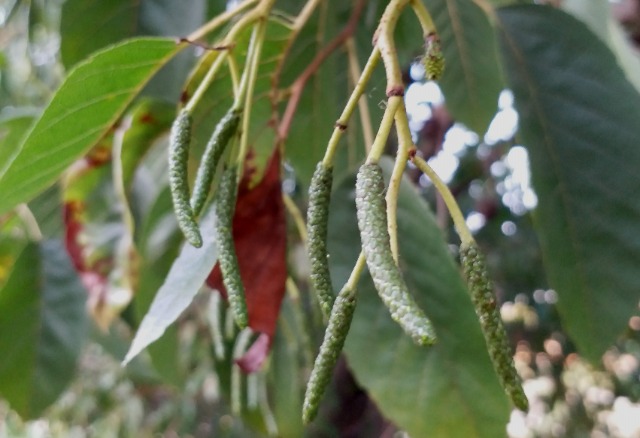 Alnus orientalis