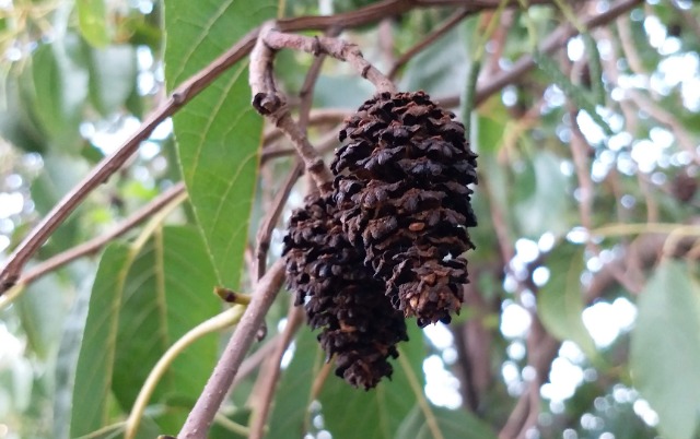 Alnus orientalis