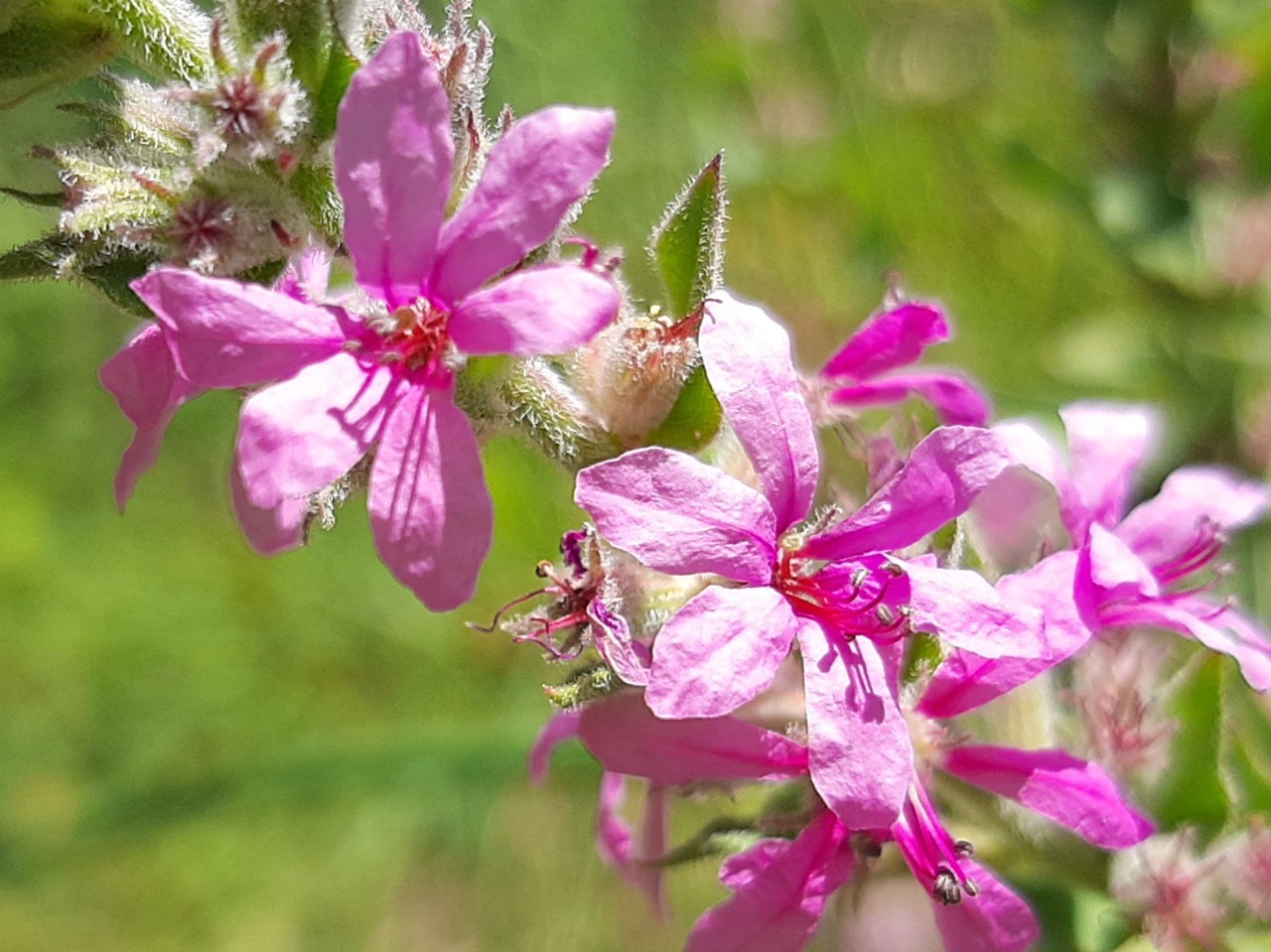 Lythrum salicaria