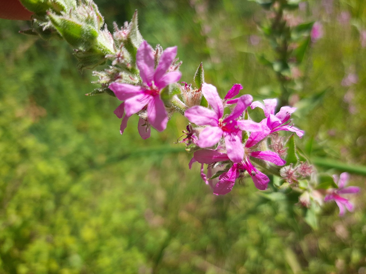 Lythrum salicaria