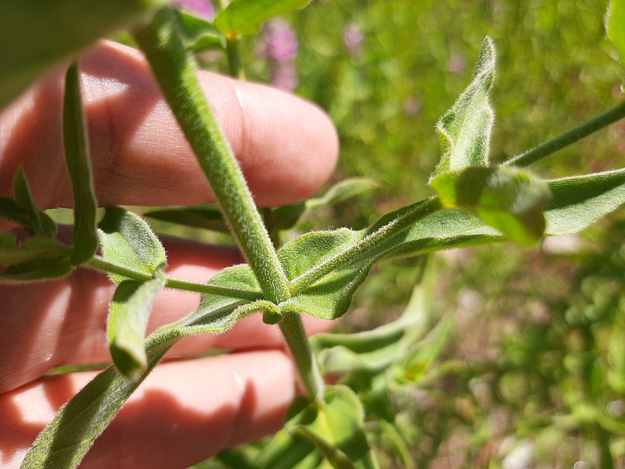 Lythrum salicaria