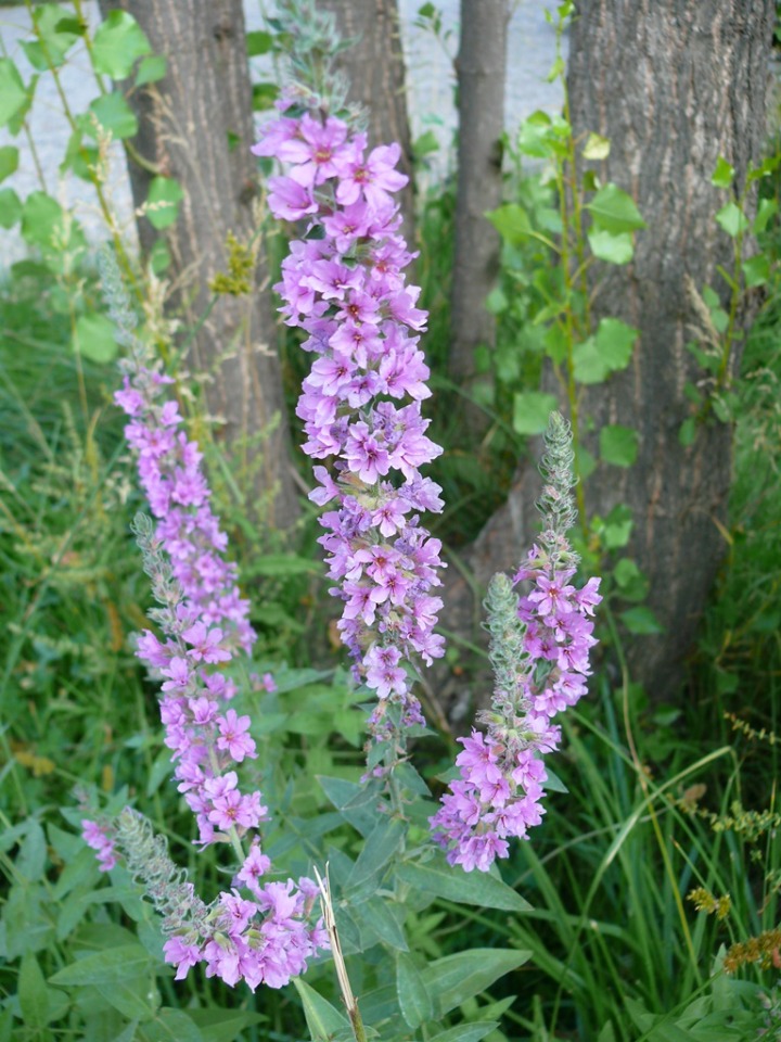Lythrum salicaria