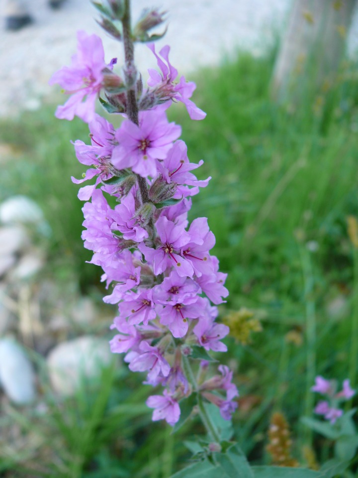 Lythrum salicaria