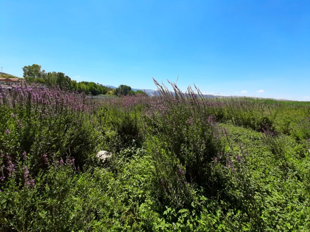 Lythrum salicaria