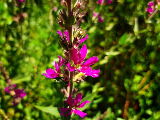 Lythrum salicaria