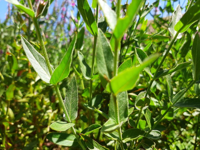 Lythrum salicaria