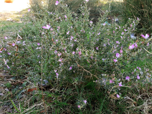 Ononis spinosa