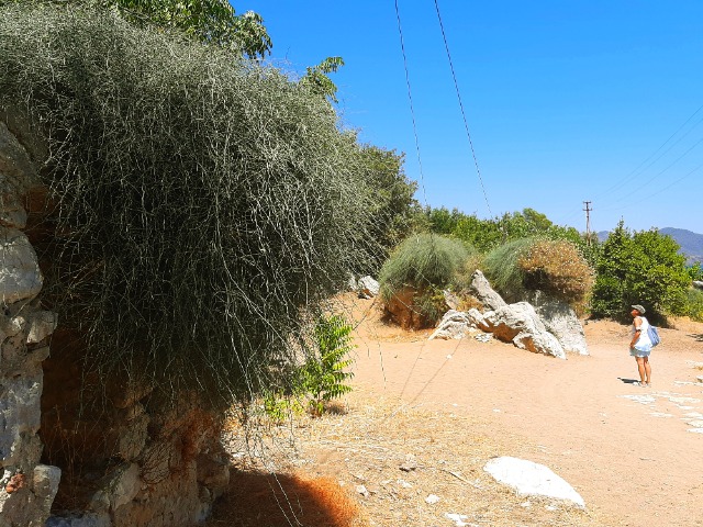 Ephedra foeminea