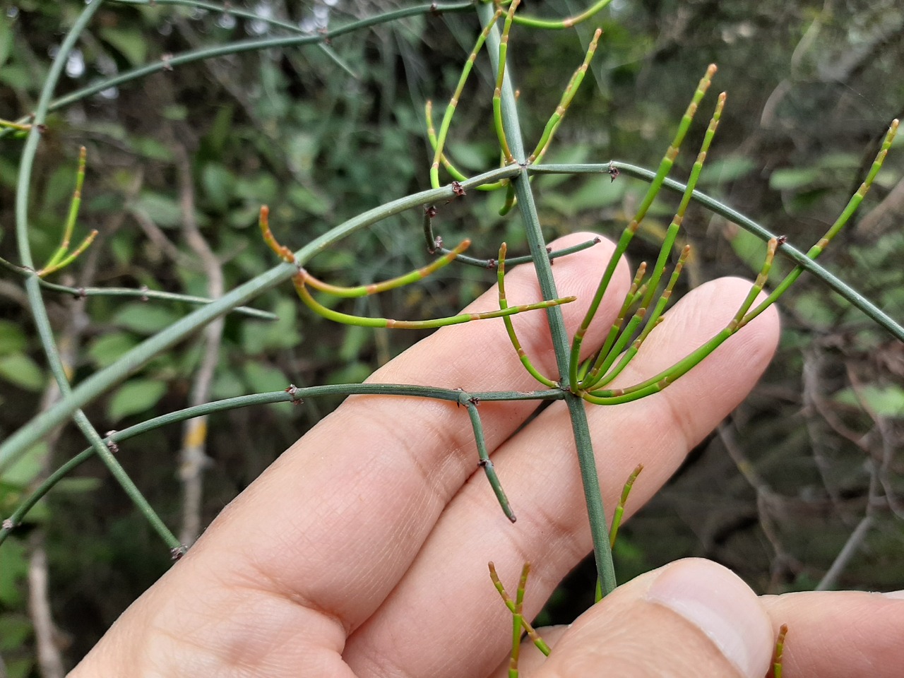 Ephedra foeminea