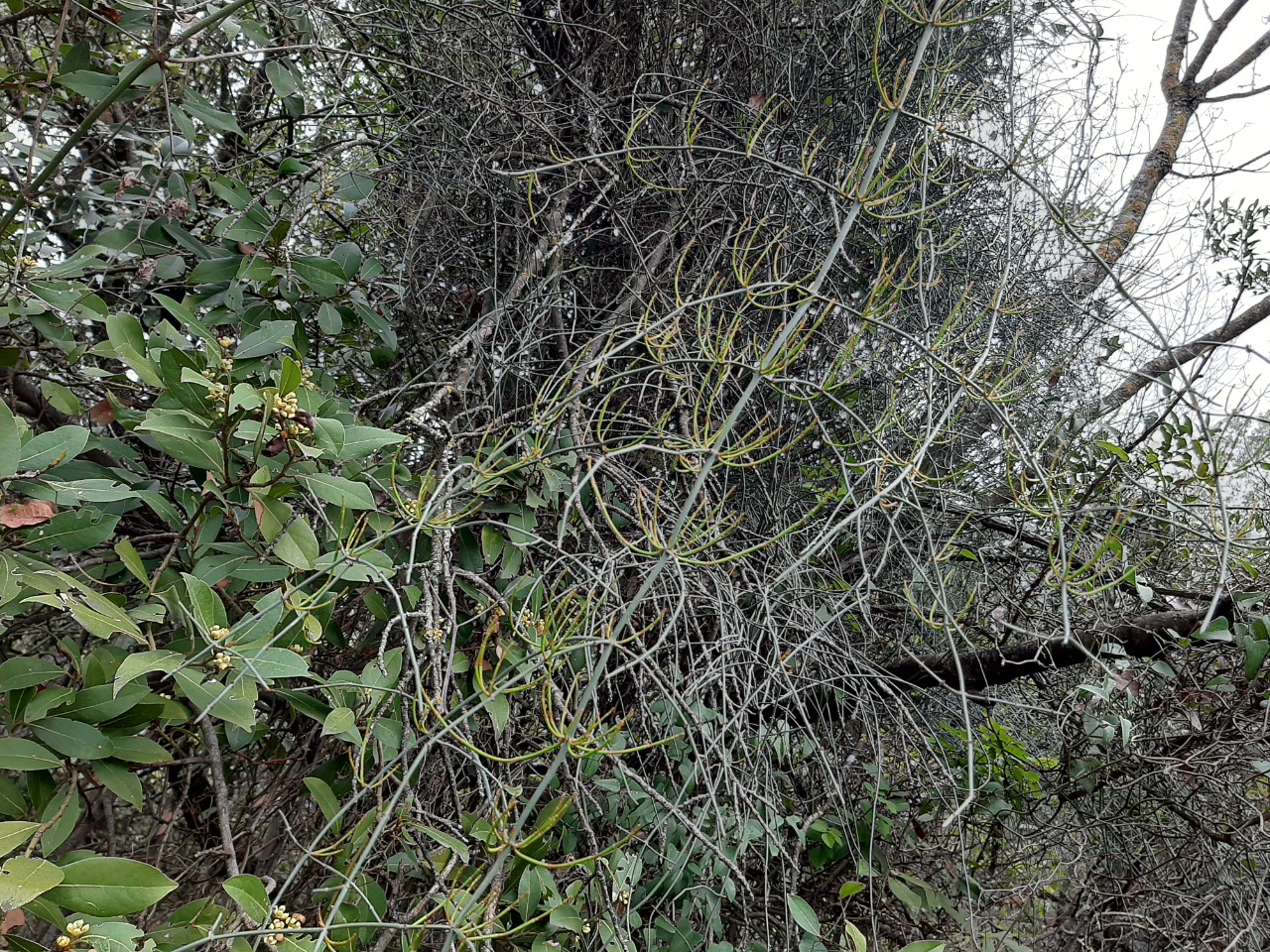 Ephedra foeminea