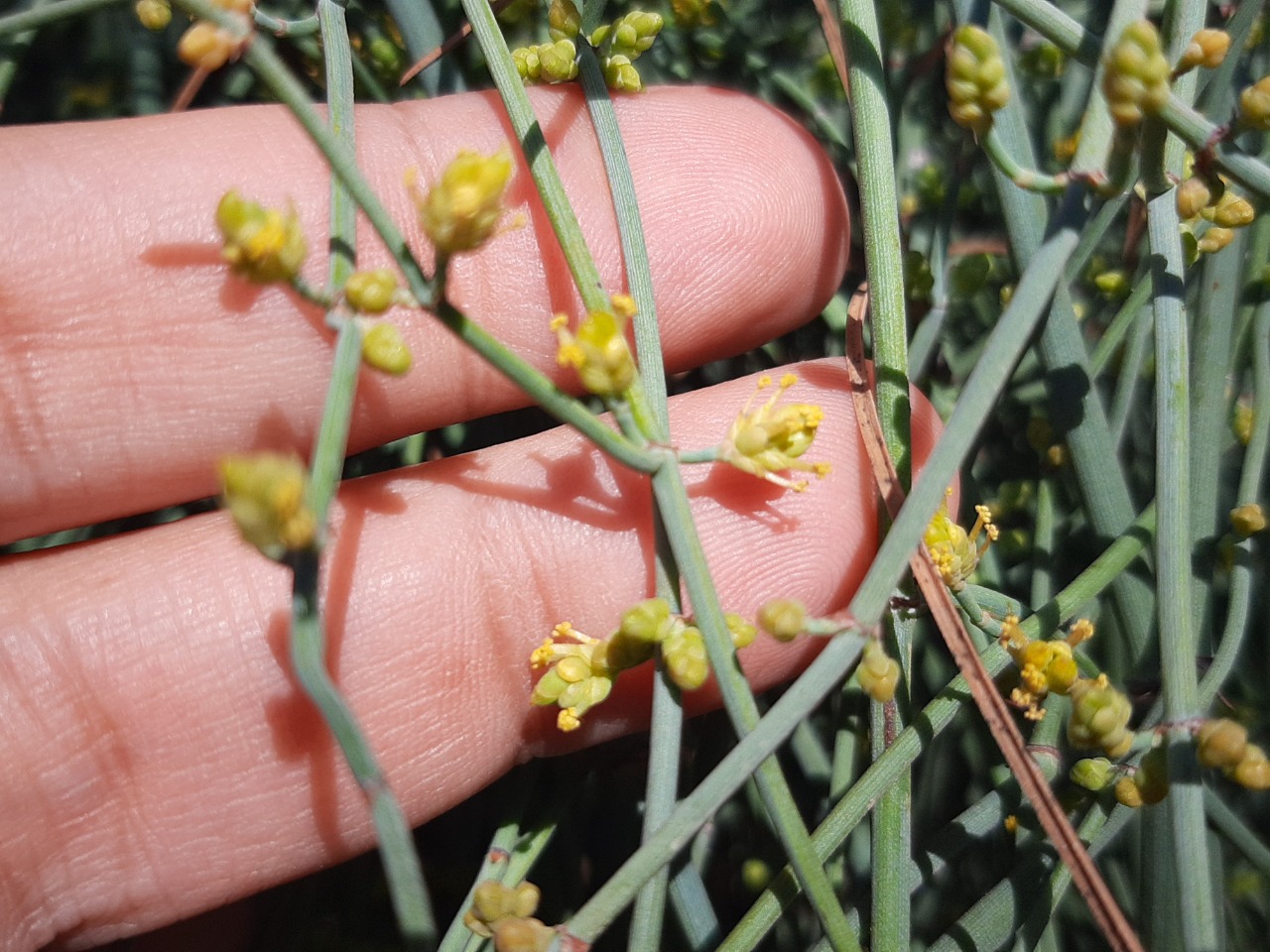 Ephedra foeminea