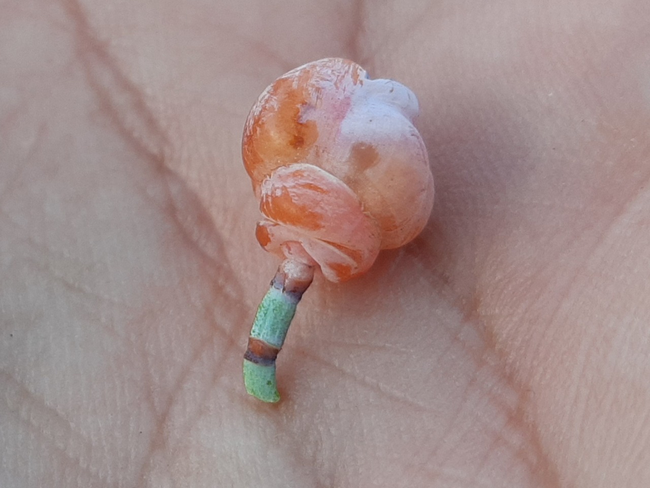 Ephedra foeminea