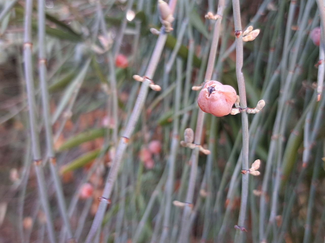 Ephedra foeminea