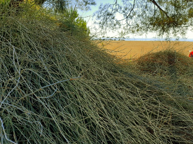 Ephedra foeminea