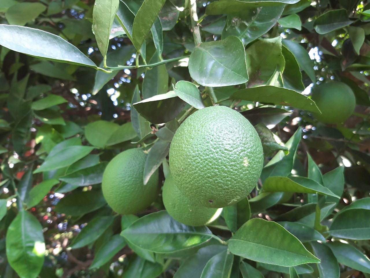 Citrus sinensis