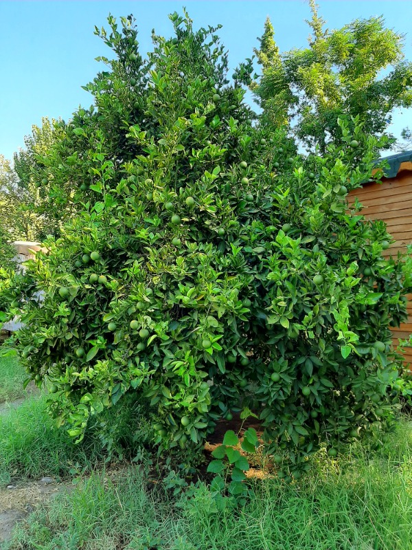 Citrus sinensis