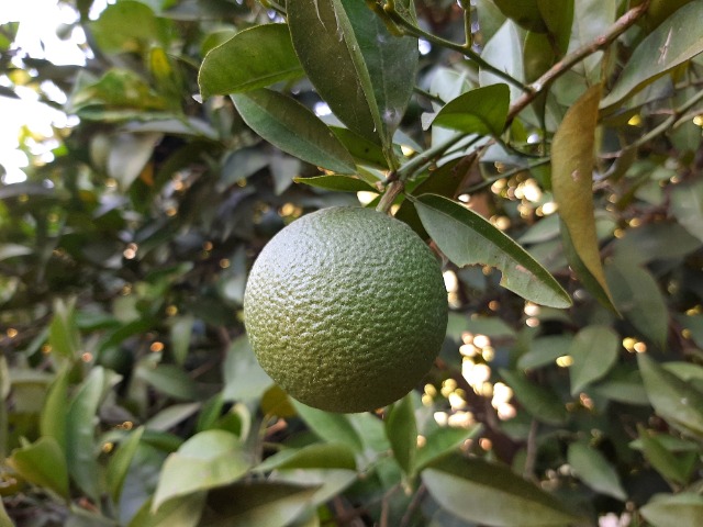 Citrus sinensis