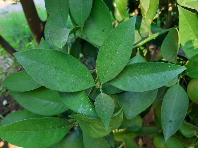 Citrus sinensis