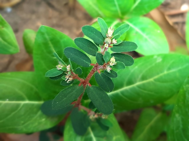 Euphorbia chamaesyce