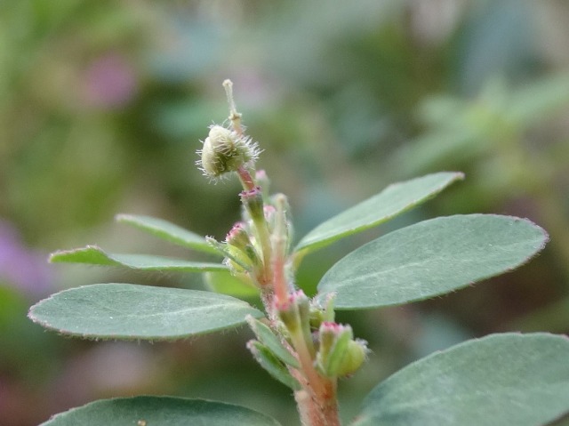 Euphorbia chamaesyce