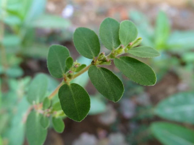 Euphorbia chamaesyce