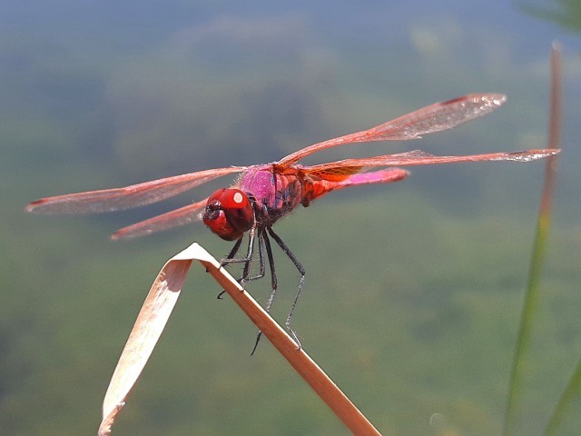 Trithemis annulata