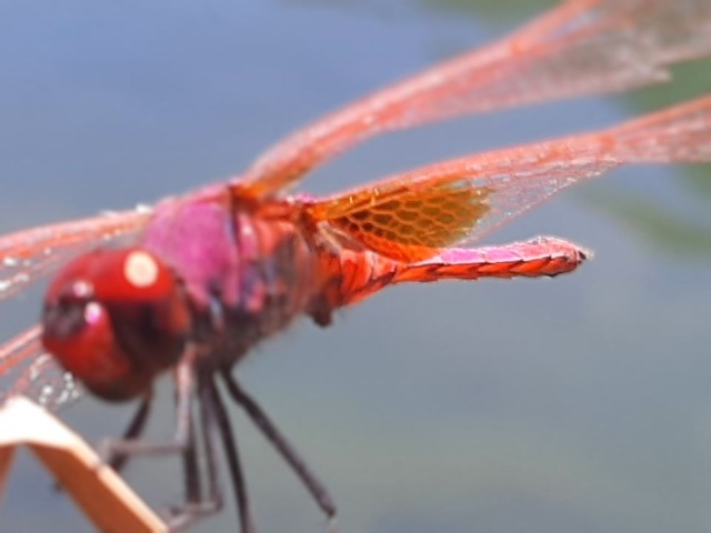 Trithemis annulata