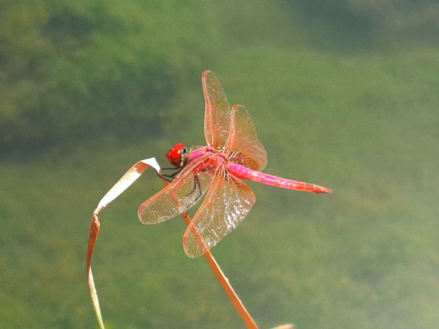 Trithemis annulata