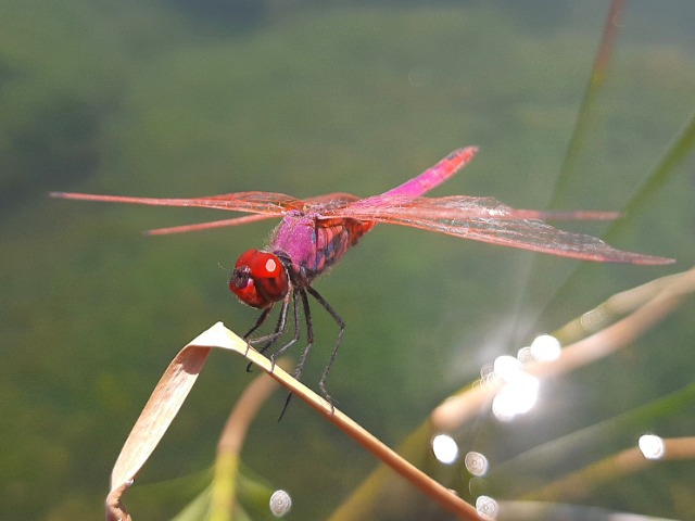 Trithemis annulata