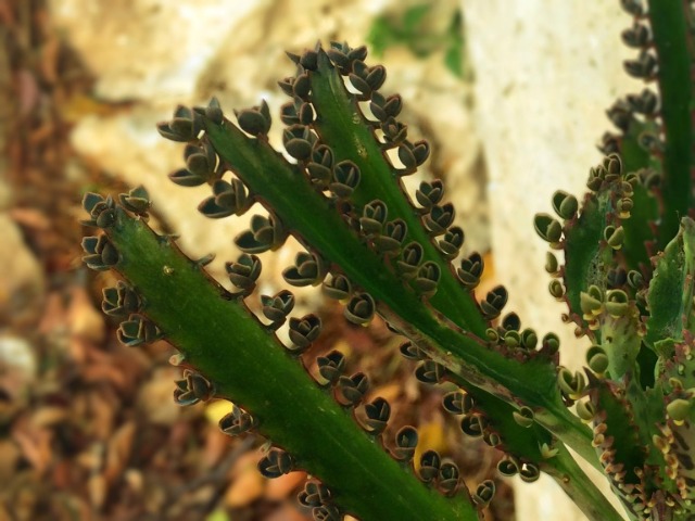 Kalanchoe daigremontiana