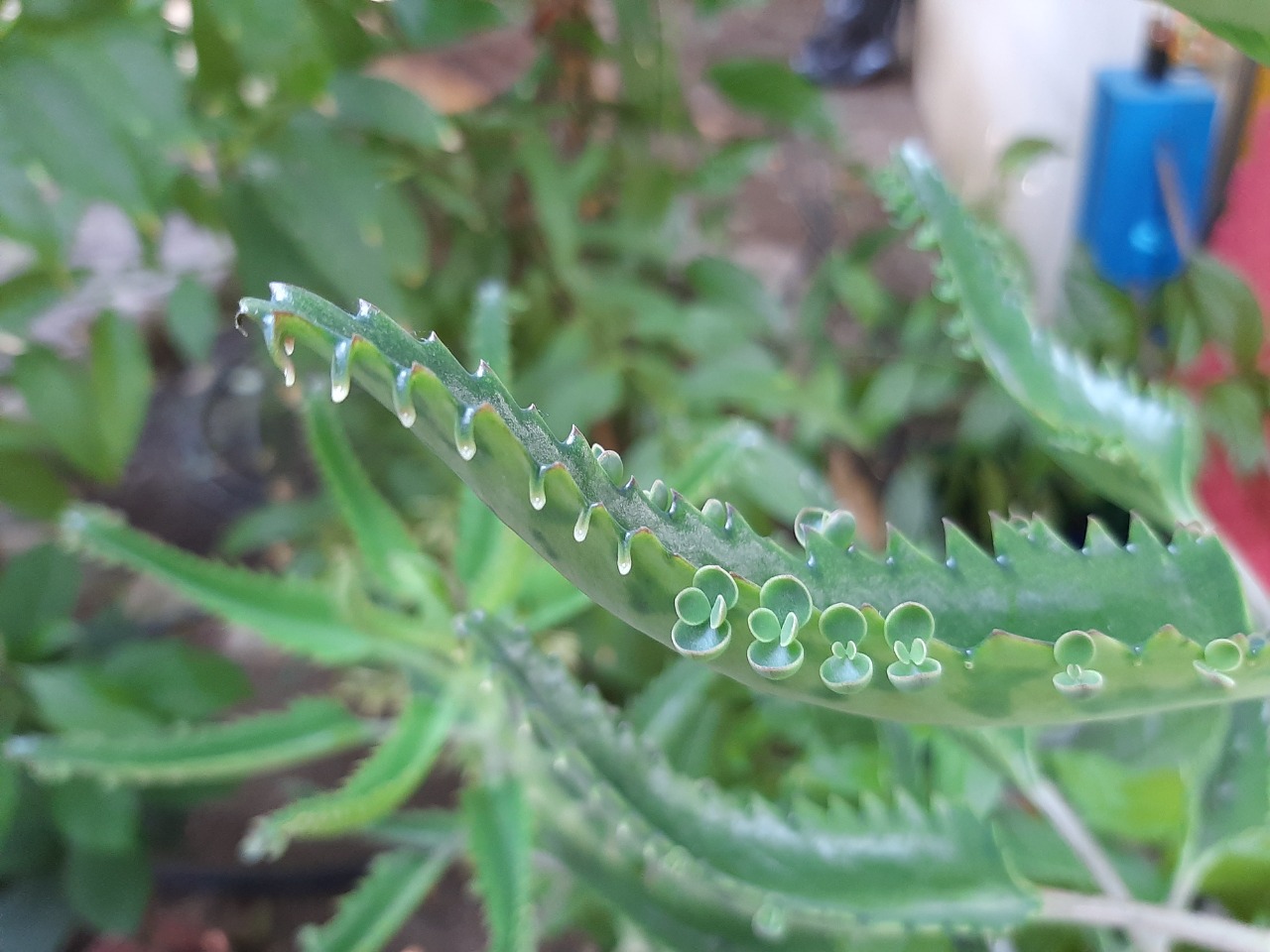 Kalanchoe daigremontiana