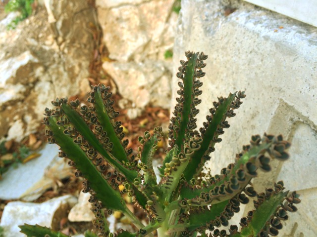 Kalanchoe daigremontiana