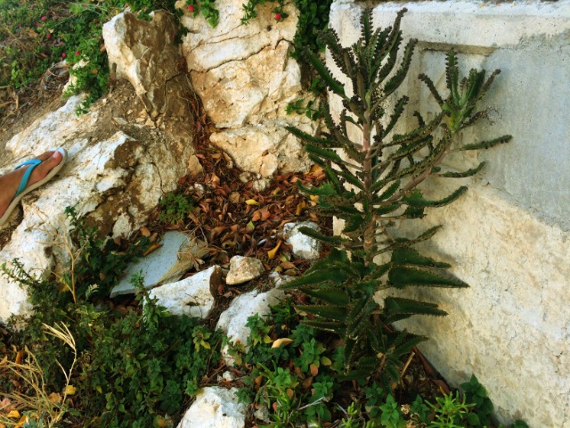 Kalanchoe daigremontiana