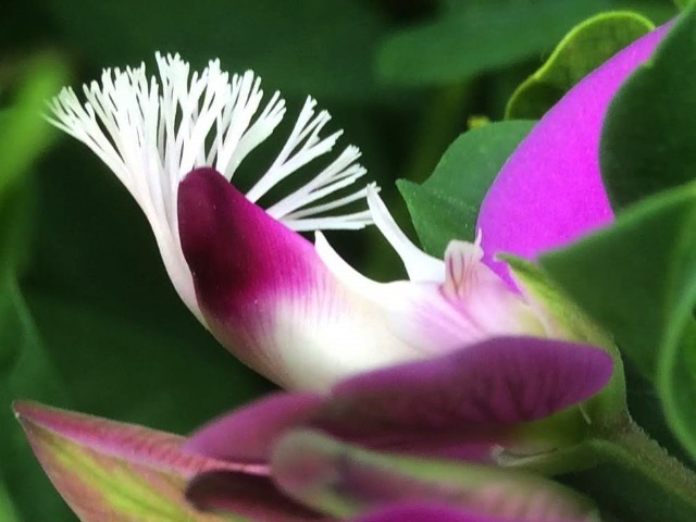 Polygala myrtifolia