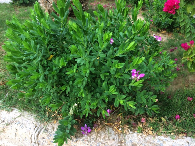 Polygala myrtifolia