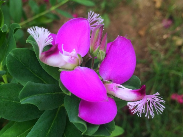 Polygala myrtifolia