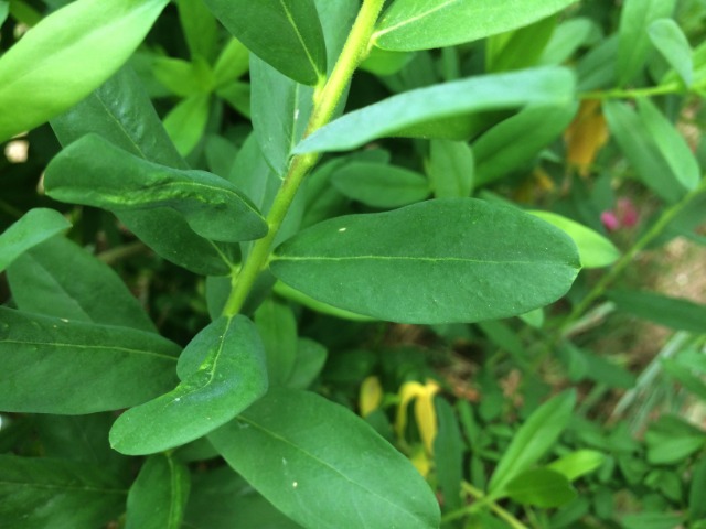 Polygala myrtifolia