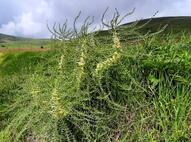 Astragalus melanophrurius