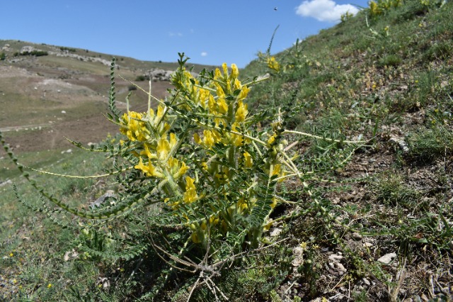 Astragalus melanophrurius